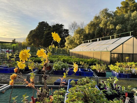 Sunday Spring Plant Sale 