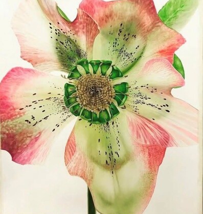 Botanic Art Workshop 'Hellebores' with Tutor Amanda Blake-Sutterby