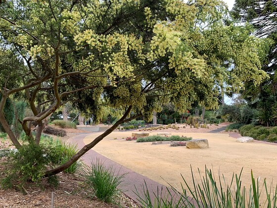 THEMED GUIDED WALK 'INDIGENOUS PLANTS IN OUR GARDENS'