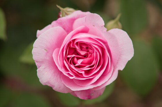Rose Lovers Day