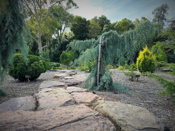 THEMED GUIDED WALK 'PLANTS FROM GONDWANA'