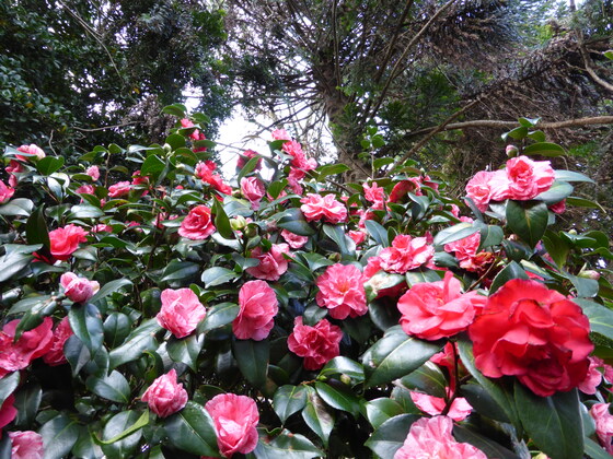 THEMED GUIDED WALK: 'CHINESE PLANTS IN OUR GARDENS'