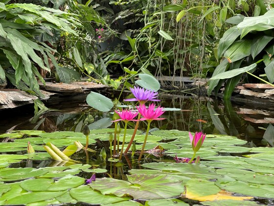 Seniors Week "Welcoming Seniors to the Geelong Botanic Gardens" 