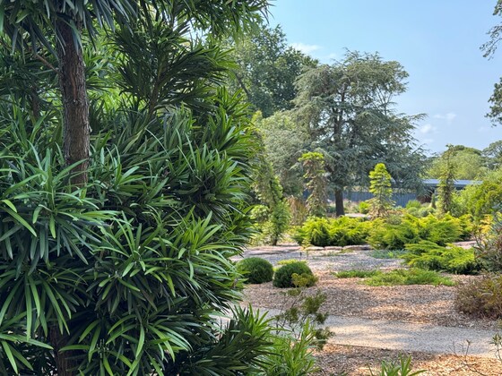 THEMED GUIDED WALK 'PLANTS FROM GONDWANA'