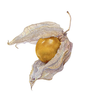 'Seed Pods' Botanic Art 2 day Workshop with Amanda Blake Sutterby 