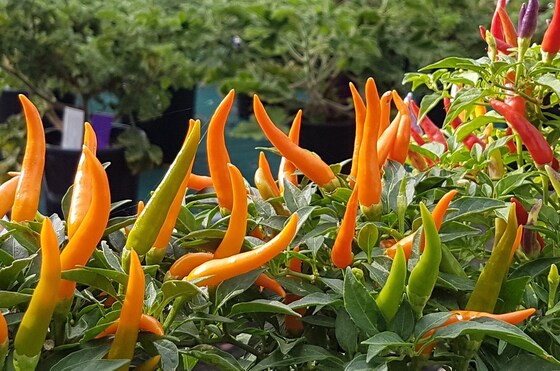 Themed Discovery Walk 'Plants and Plates' 