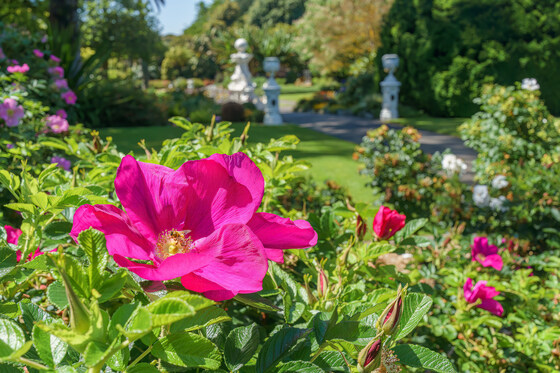 THEMED GUIDED WALK 'ROSES'