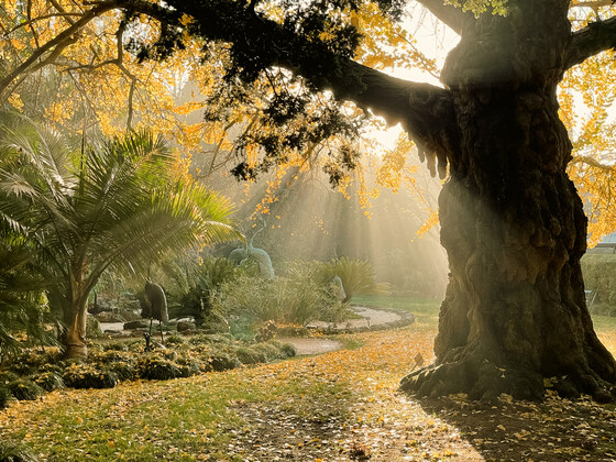 Australian Heritage Festival Guided Walk 'Stories from the Gardens'