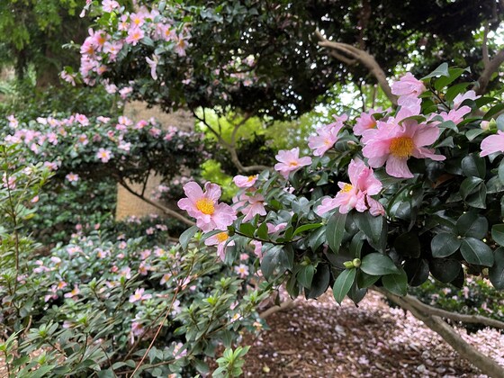Themed Discovery Walk 'Chinese Plants' 