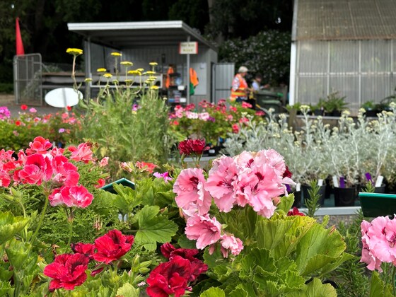 SATURDAY PLANT SALE
