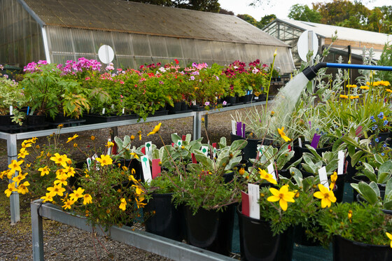 Weekend Spring Plant Sale 