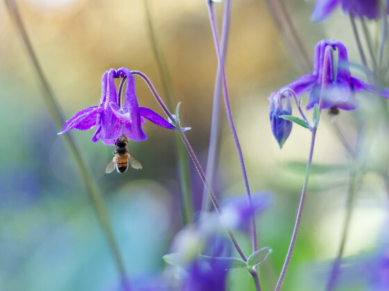 ANGLESEA HEATHLAND WILDFLOWER SELF-DRIVE TOUR