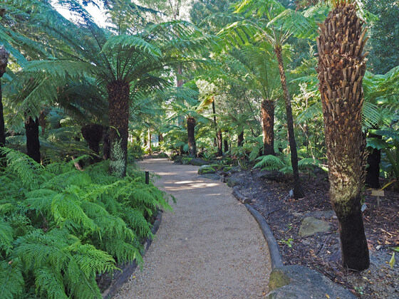 Themed Discovery Walk 'Ferns' 