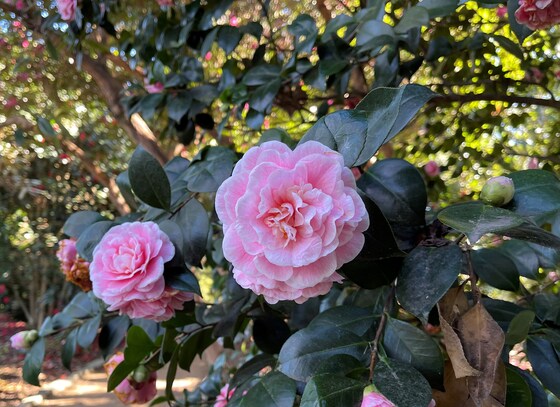THEMED GUIDED WALK 'CHINESE PLANTS'