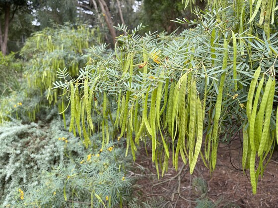 THEMED GUIDED WALK ‘NATIVE PLANTS AND THEIR POLLINATORS’                       