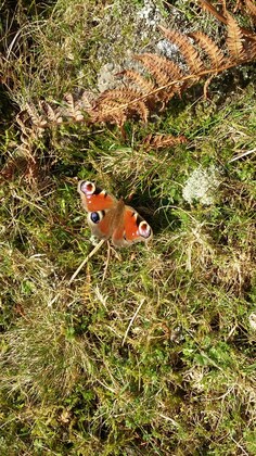 Kingsbury Episcopi Caper.