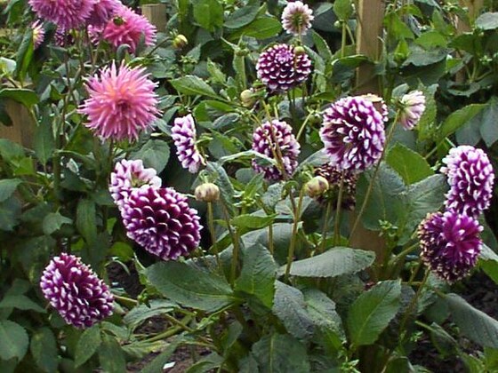 Averys Nursery - Brook Cafe.