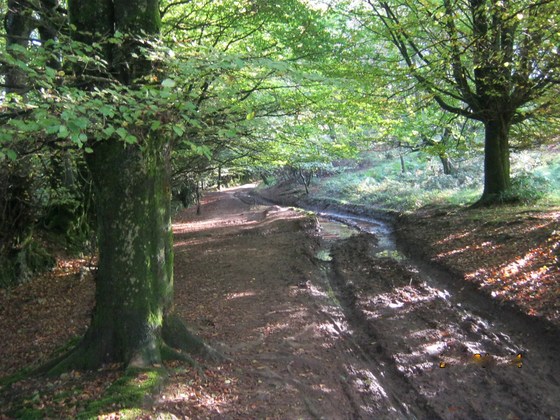 Quantock walk