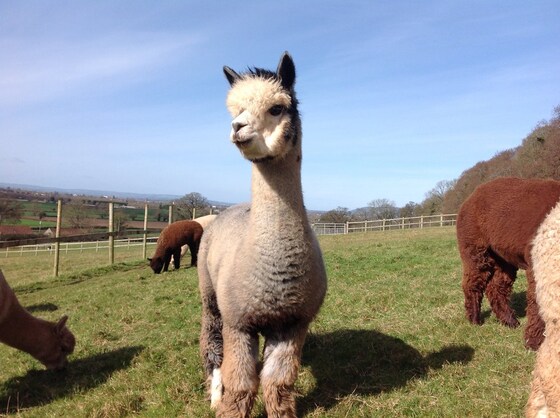 Stoke Wood Alpacas