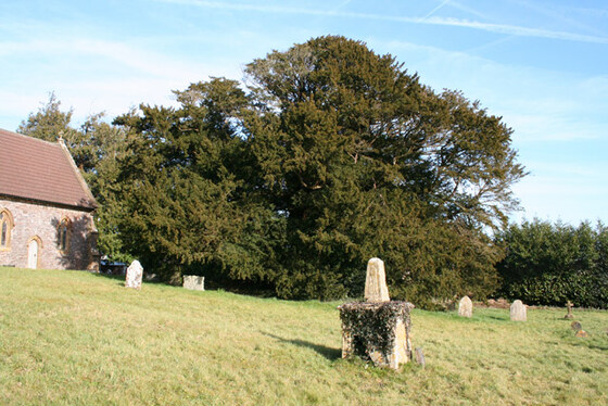 ASHBRITTLE -oldest tree