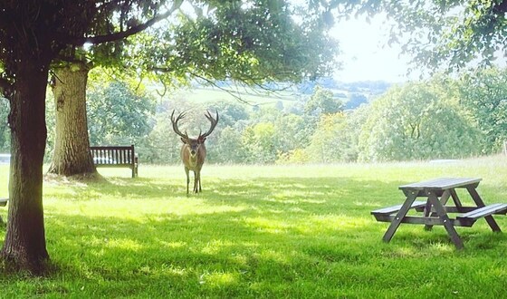Ladies off to The Orangery, Bridwell Park, Saturday morning