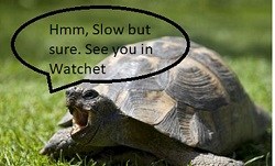 Watchet ride for Tortoises