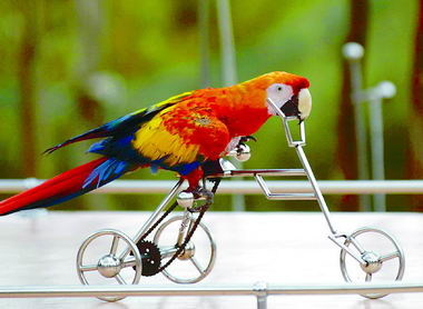 Early bird ride