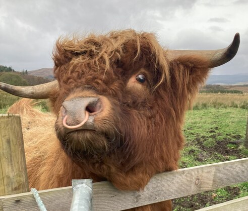 Doone on Blackmore Farm