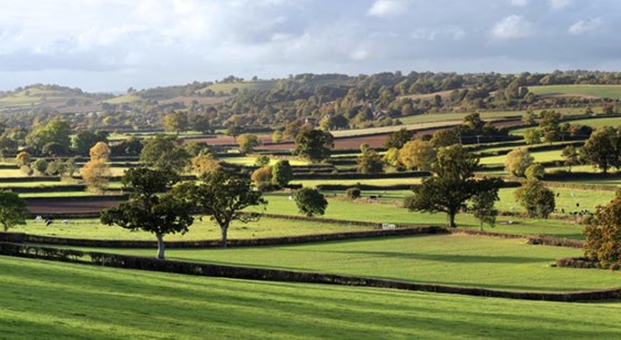 Seavington Saunter
