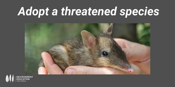 Adopt a Threatened Species Incursion: Available Term 3 and 4