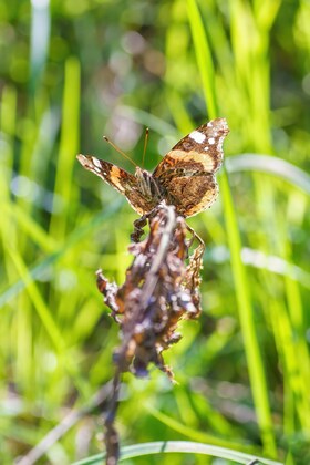 RSS workshop - Biodiversity (Barwon region)