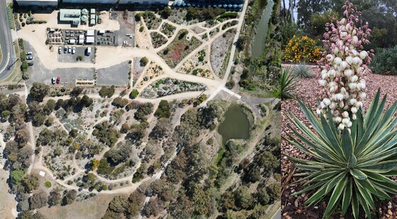 Melton Botanic Garden Guided Tour 2024 Seniors Festival