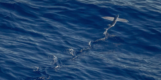 Sea Shepherd: defending the globe’s primary life support