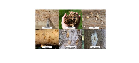 Talk:  Polyphagous shot-hole borer (PSHB)  by Courtnay Butterworth