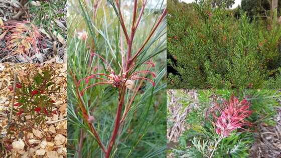 Gardening with native and local indigenous plants