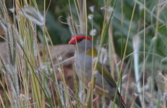 Learn to garden with native grasses