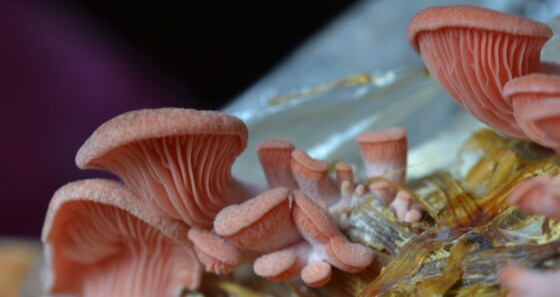 WAITING LIST Mycology online courses