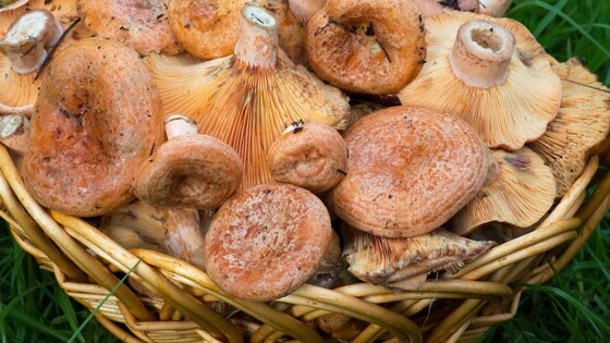 Edible mushrooms workshop