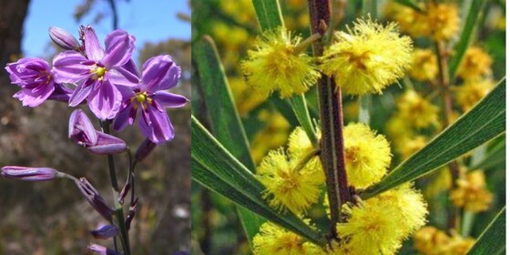 Why Locally Indigenous Plants? (online)