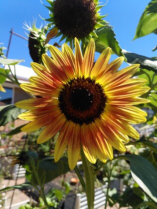 Families of Multiples in Nature