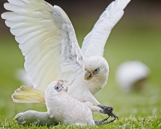 UNE Zoology Society- Photography Workshop