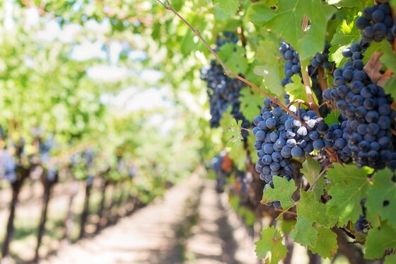 GLA Young Lawyers' Wine Tour 
