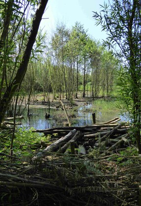 Frenze Beck Guided Walk & Talk