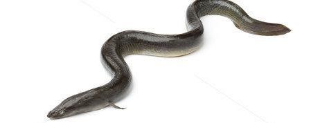 Eel Monitoring - Call for Volunteers
