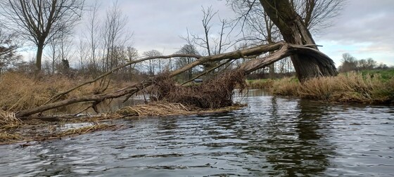 Talk: The science behind re-wilding rivers: rapid and sustained recovery of biodiversity