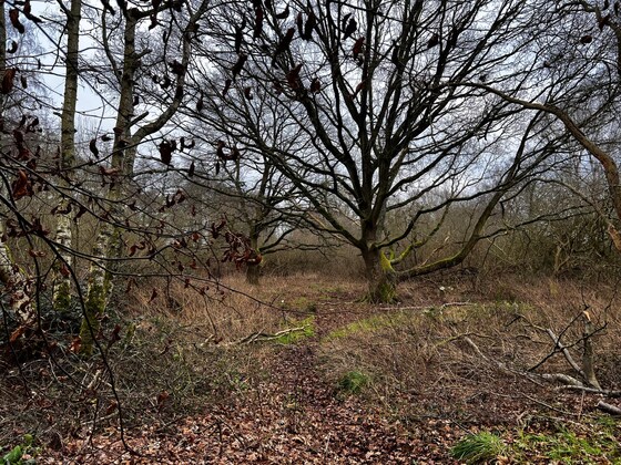 Palgrave Woodland - Introductory Walk 