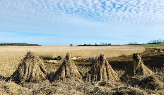 The History & Heritage of Thatching in the Waveney Valley