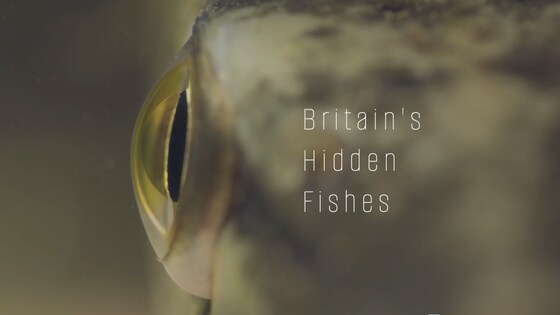 Britain's Hidden Fishes - An Evening with 'Fish Twitcher' Jack Perks