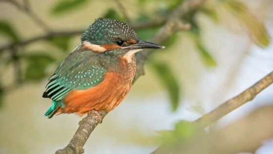 Waveney's Nature Above and Below