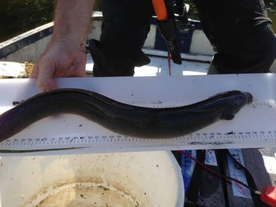 Status of eel in the River Waveney, a past and present perspective